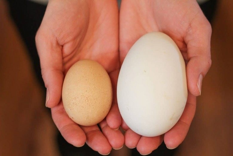 5 loại trứng đắt nhất hành tinh, giới nhà giàu săn lùng bằng được