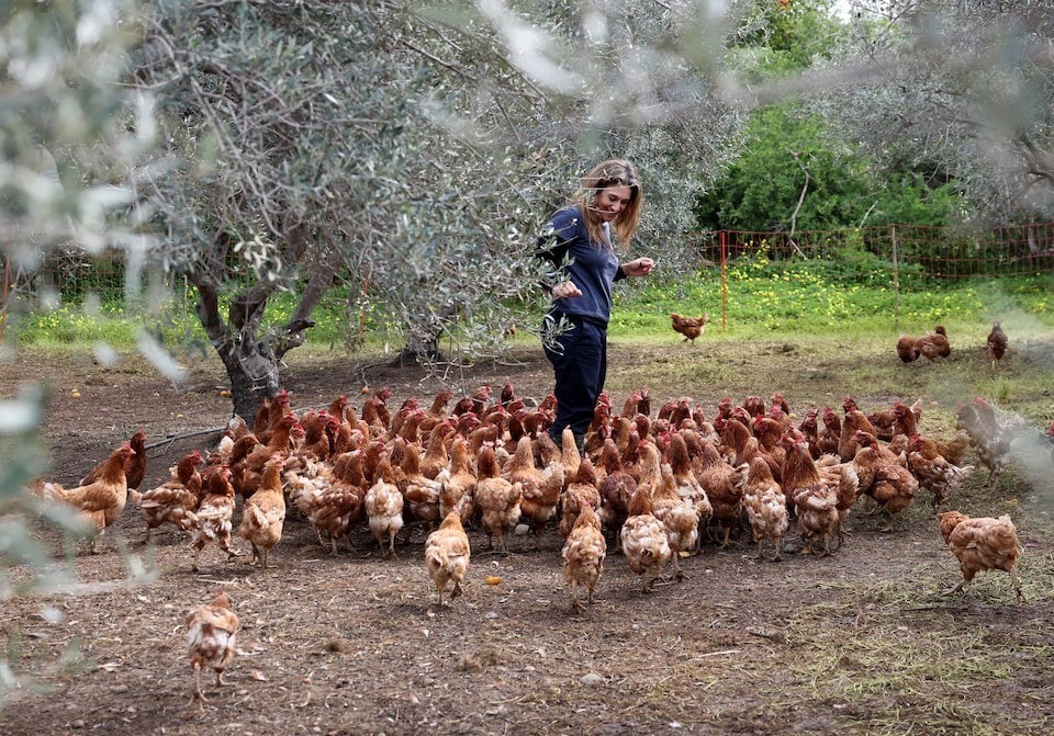 Gà mái “nghỉ hưu” và vòng tuần hoàn xanh trong vườn ô-liu Cyprus
