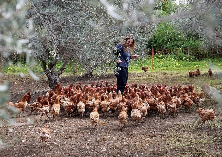 Gà mái “nghỉ hưu” và vòng tuần hoàn xanh trong vườn ô-liu Cyprus