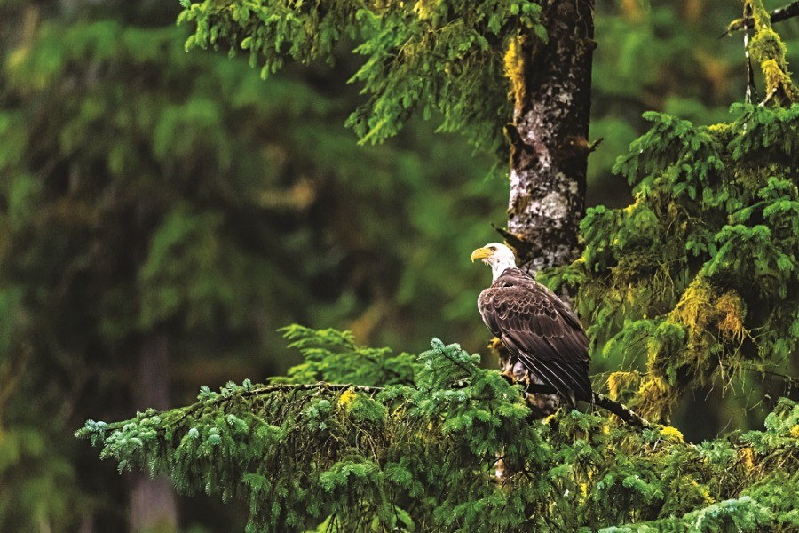 Canada: Càng khai thác gỗ, diện tích rừng càng tăng lên Canada: Càng khai thác gỗ, diện tích rừng càng tăng lên