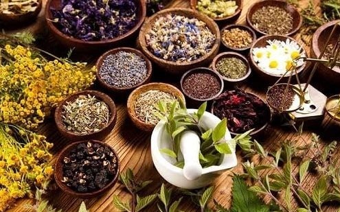 Sàng lọc dược liệu bản địa để tìm ra những loài cây có tiềm năng điều trị bệnh đái tháo đường type 2