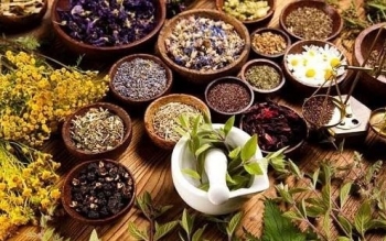 Sàng lọc dược liệu bản địa để tìm ra những loài cây có tiềm năng điều trị bệnh đái tháo đường type 2