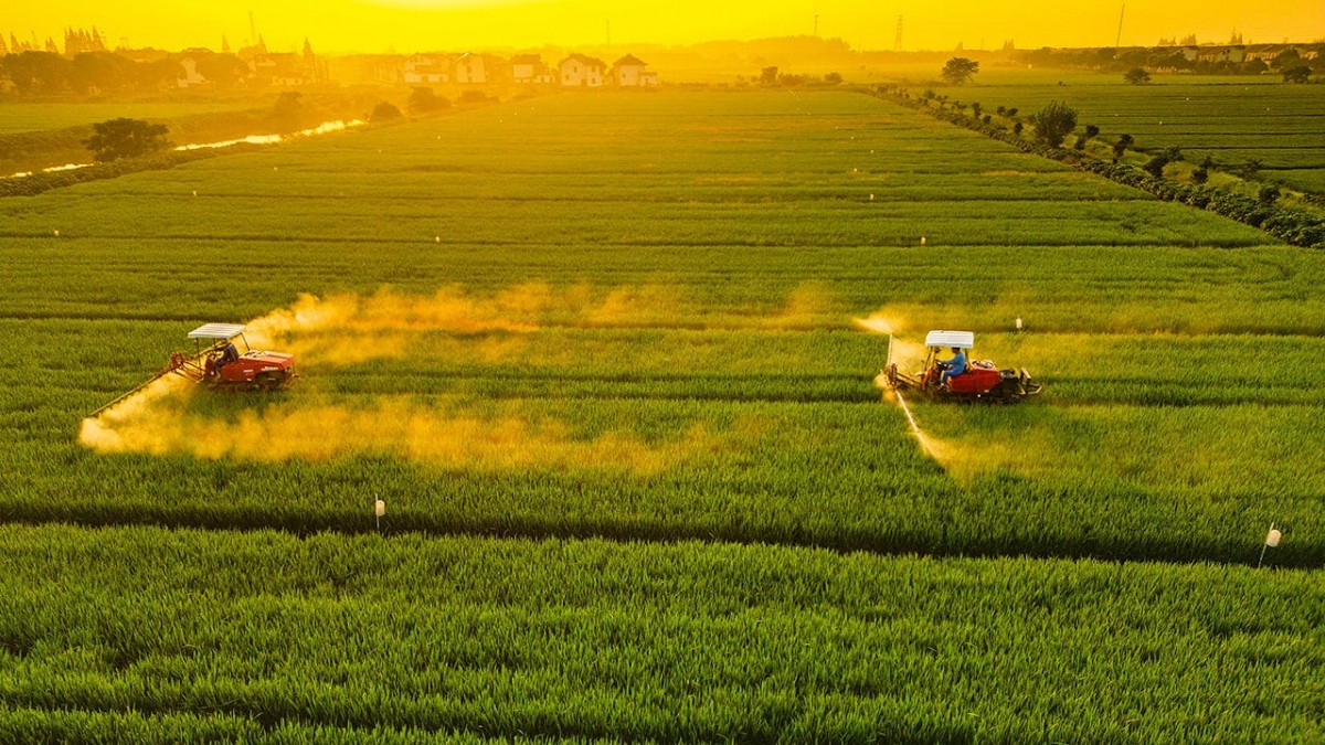 Làm sao để ong mật không trở thành nạn nhân của thuốc trừ sâu?