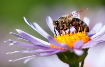 Làm sao để ong mật không trở thành nạn nhân của thuốc trừ sâu?