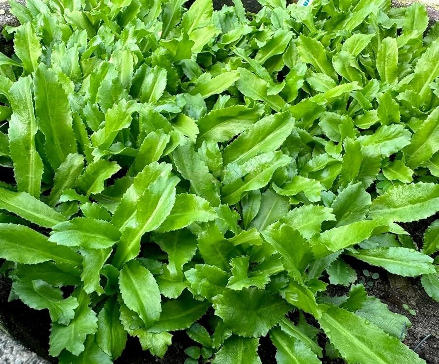 Từ đất trống trong vườn cây ăn trái đến mô hình trồng rau ngò gai cho thu nhập cao