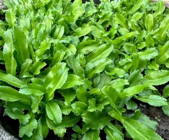 Từ đất trống trong vườn cây ăn trái đến mô hình trồng rau ngò gai cho thu nhập cao