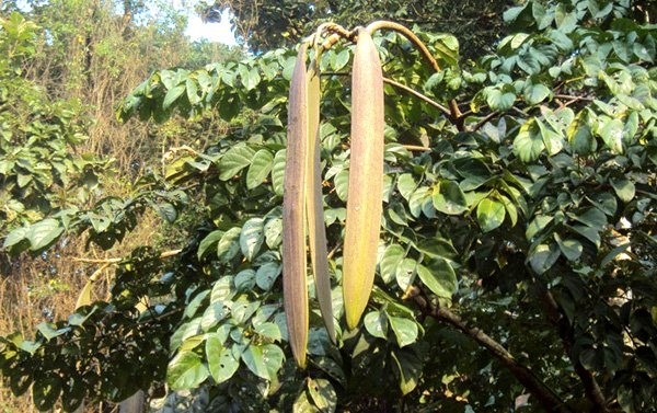 Cây núc nác không chỉ là dược liệu mà còn là thực phẩm quý