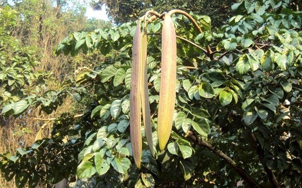 Cây núc nác không chỉ là dược liệu mà còn là thực phẩm quý