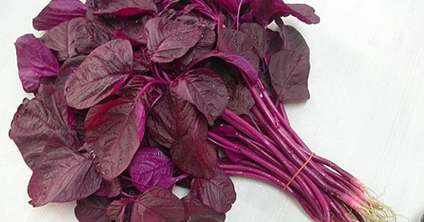 Loại rau rất dễ trồng, nhiều canxi hơn cả sữa