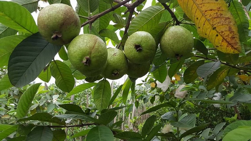 Mùa ổi lê Hưng Yên bội thu, nông dân rạng rỡ nụ cười