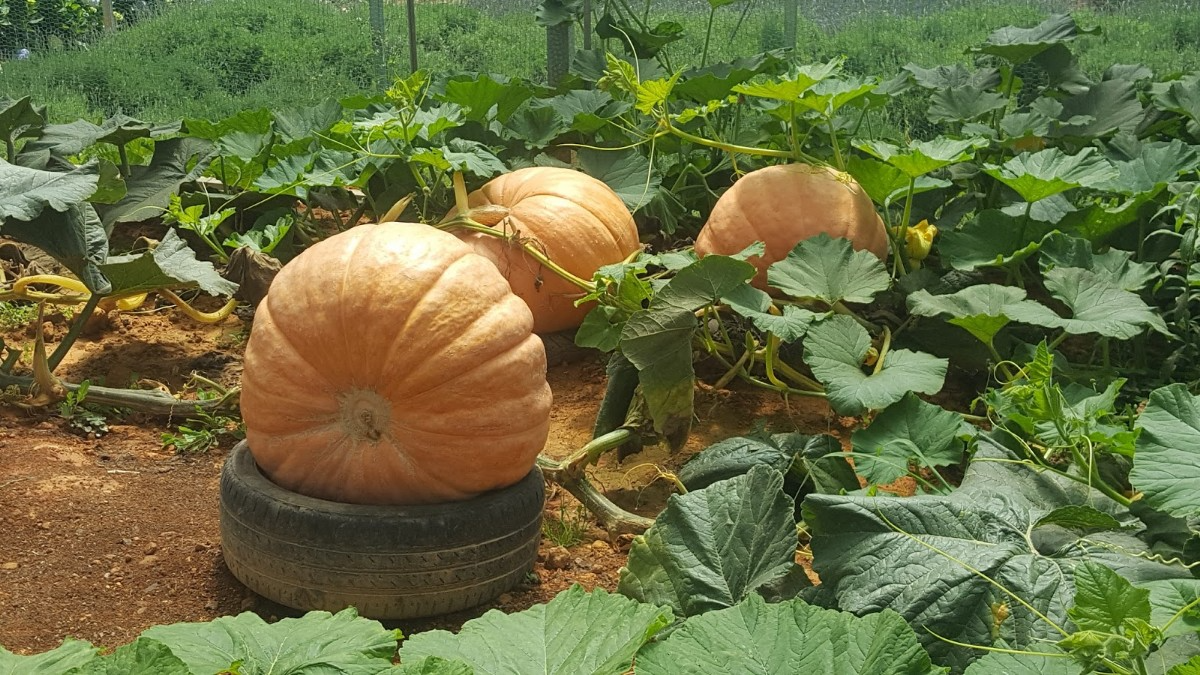 7 loại cây trồng phù hợp với canh tác khô hạn