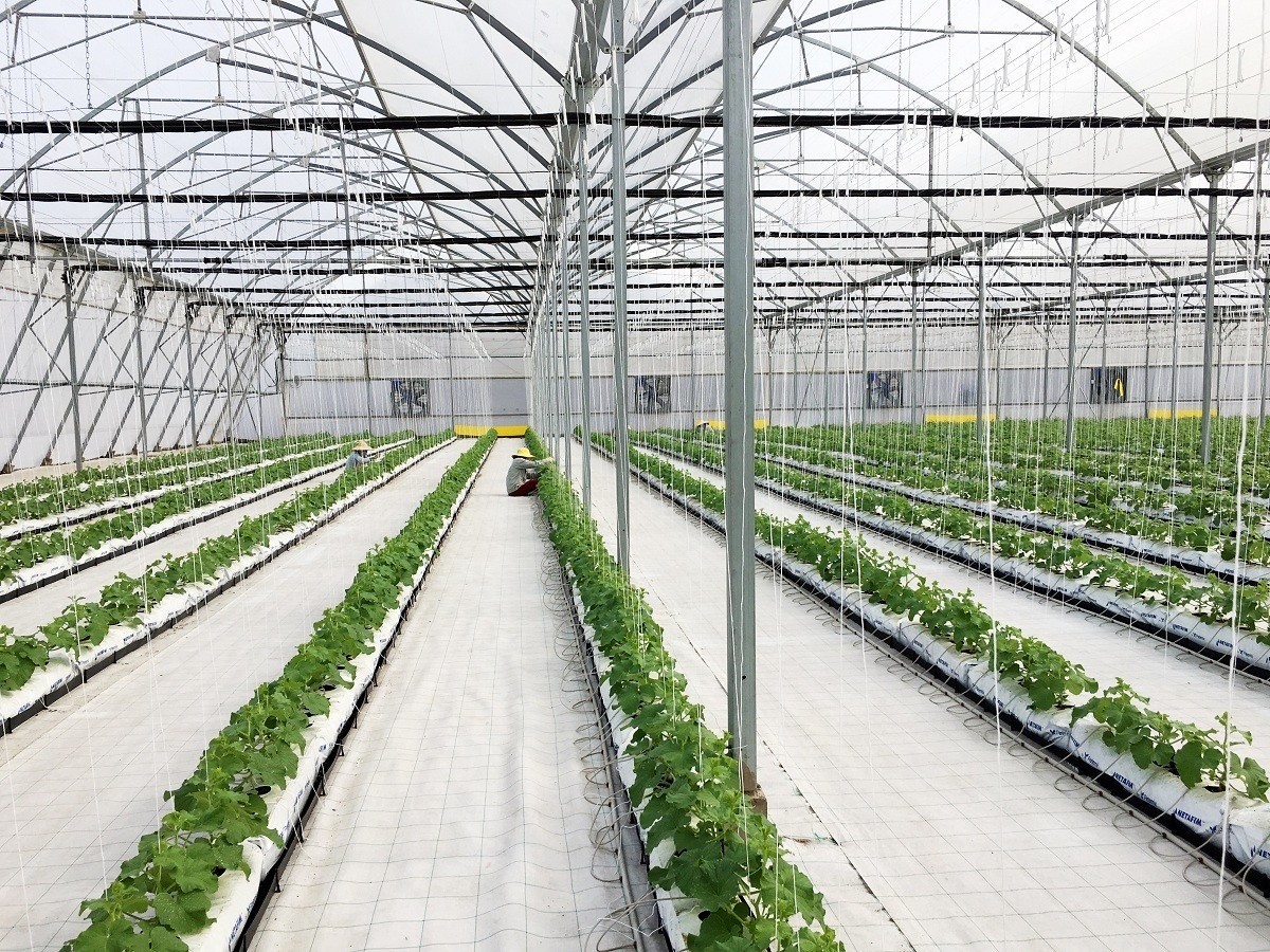 Từ những luống đất bùn lầy đến mô hình nông nghiệp tiền tỷ