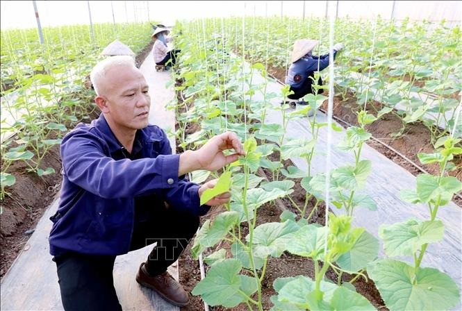 Vượt qua thất bại, trở thành mô hình nông nghiệp kiểu mẫu