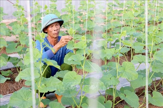 Vượt qua thất bại, trở thành mô hình nông nghiệp kiểu mẫu