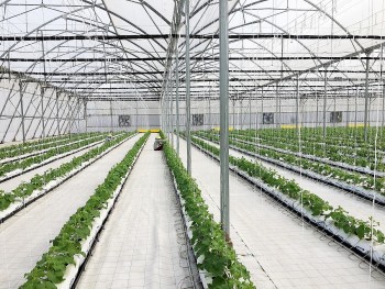 Từ những luống đất bùn lầy đến mô hình nông nghiệp tiền tỷ