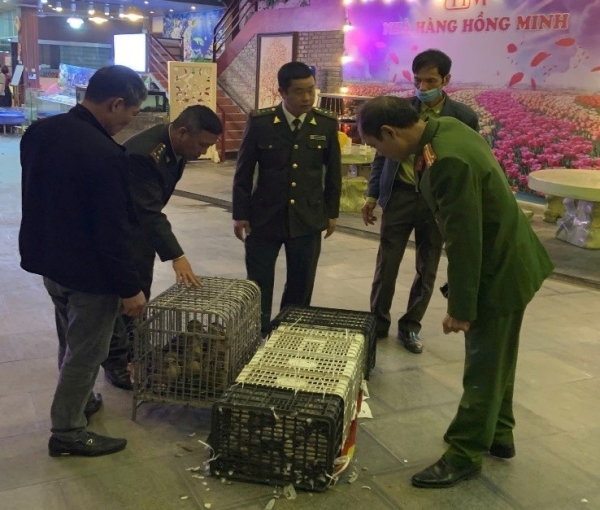 Quảng Ninh: Xử phạt nhà hàng Hồng Minh mua bán trái phép động vật rừng thông thường