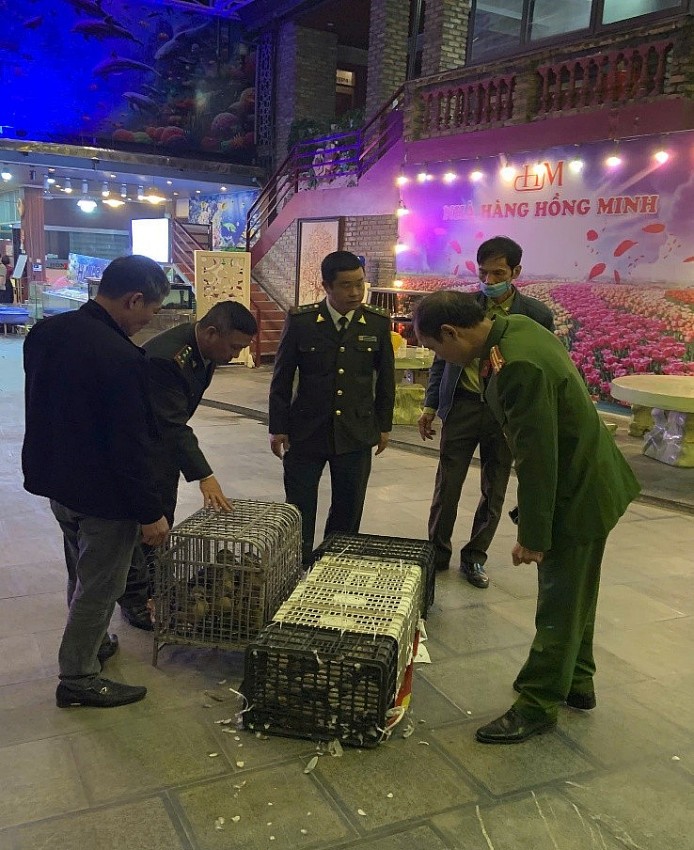 Lực lượng chức năng, kiểm tra, phát hiện tang vật chim rừng tàng trữ trái phép tại nhà hàng Hồng Minh. Ảnh: Công an tỉnh Quảng Ninh