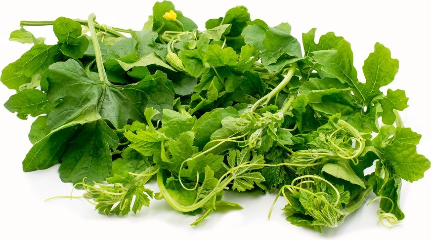 Lợi ích của lá mướp đắng - Báo VnExpress