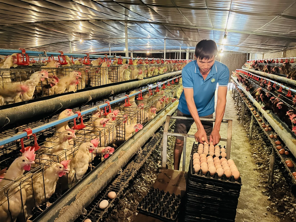 Hỗ trợ vốn cho hợp tác xã, tổ hợp tác – Đòn bẩy phát triển nông nghiệp hữu cơ bền vững