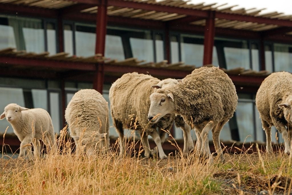 Nông dân Chile biến phân cừu thành năng lượng, mô hình nông nghiệp xanh thu hút chú ý quốc tế