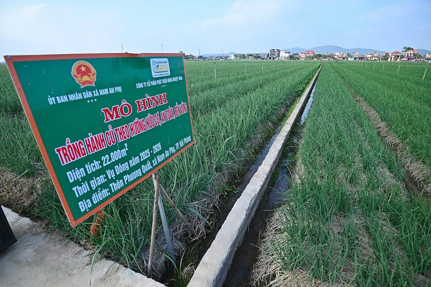 Đẩy mạnh liên kết hữu cơ – nâng cao giá trị nông sản bền vững