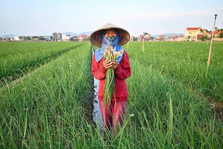 Đẩy mạnh liên kết hữu cơ – nâng cao giá trị nông sản bền vững
