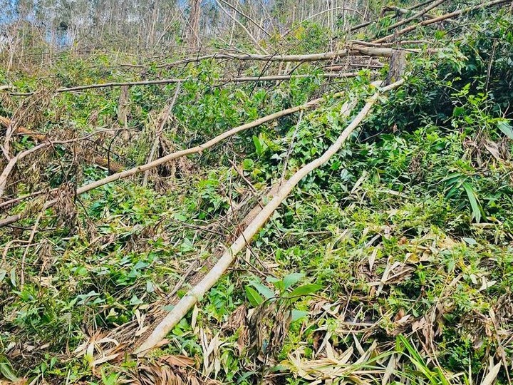 Gia Lai: Ngành Lâm nghiệp nỗ lực phục hồi sau thiệt hại nặng nề từ bão số 13