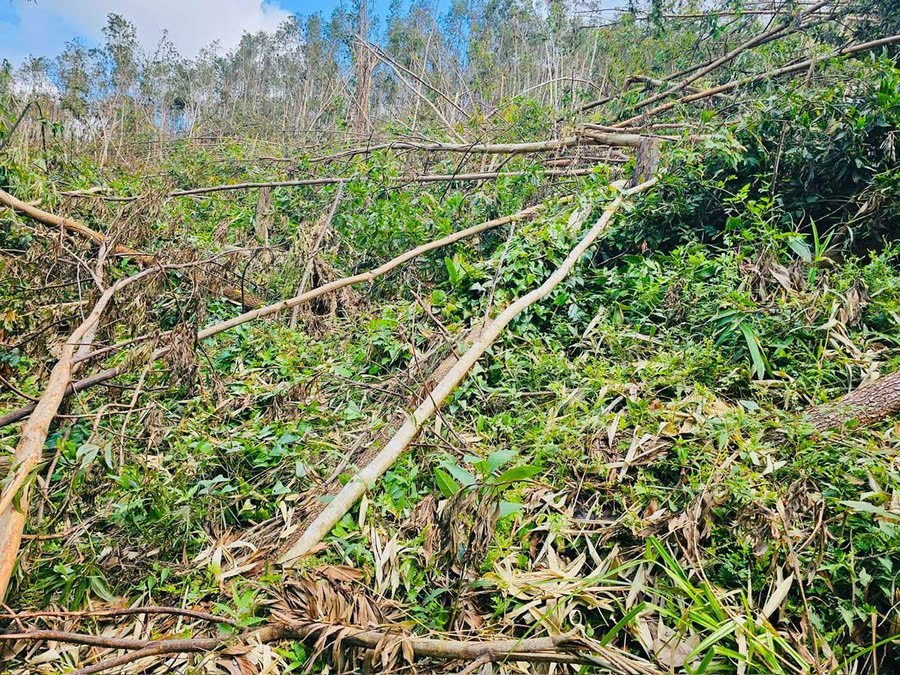 Gia Lai: Ngành Lâm nghiệp nỗ lực phục hồi sau thiệt hại nặng nề từ bão số 13