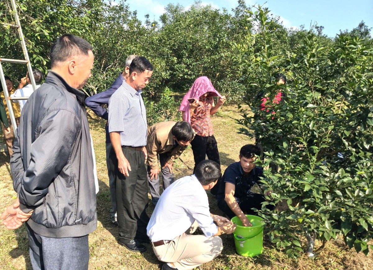 Quảng Trị: Tập huấn “Kỹ thuật trồng và chăm sóc cây ăn quả” thích ứng với biến đổi khí hậu