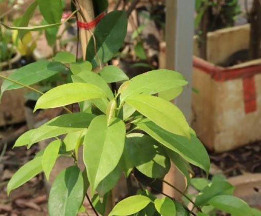 Cơn sốt lá giang và cái giá của canh tác tự phát