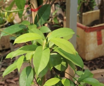 Cơn sốt lá giang và cái giá của canh tác tự phát