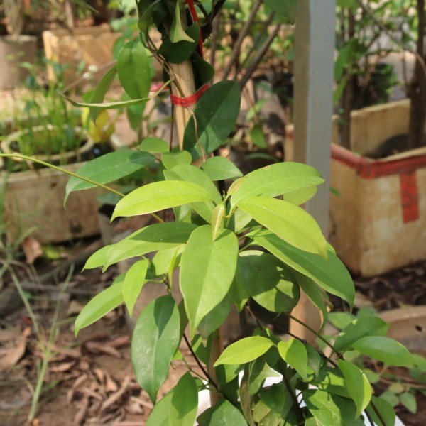 Cơn sốt lá giang và cái giá của canh tác tự phát