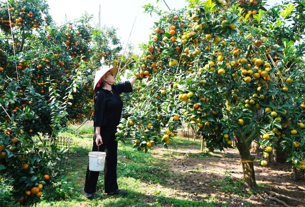 Bắc Ninh chuyển hướng sản xuất hàng trăm héc-ta đất lúa hiệu quả thấp