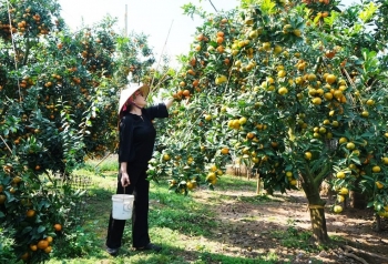 Bắc Ninh chuyển hướng sản xuất hàng trăm héc-ta đất lúa hiệu quả thấp