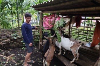 Hỗ trợ dê sinh sản cho hộ nghèo phát triển kinh tế