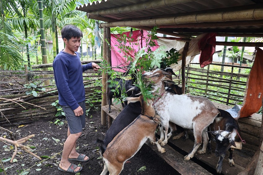 Hỗ trợ dê sinh sản cho hộ nghèo phát triển kinh tế