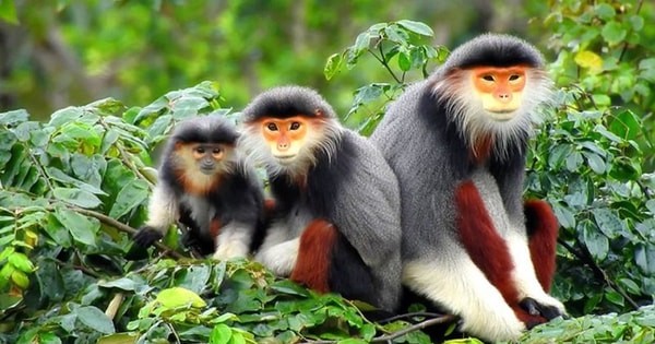 Định hình tương lai đa dạng sinh học - Bài 3: “Giải bài toán” bảo tồn động vật hoang dã tại Việt Nam?