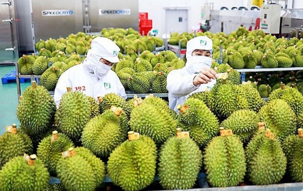 Xuất khẩu rau quả năm 2025 lập đỉnh lịch sử với 8,5 tỷ USD