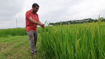 Thanh Hóa: Nhận mức hỗ trợ tối đa 90 triệu đồng/ha đối với vùng sản xuất lúa hữu cơ