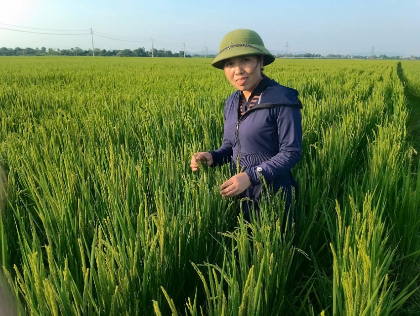 Trần Thị Tú, Giám đốc HTX dịch vụ sản xuất nông nghiệp Thiệu Công (HTX nông nghiệp Thiệu Công) cho biết trên địa bàn xã thì có 10ha trồng lúa J02