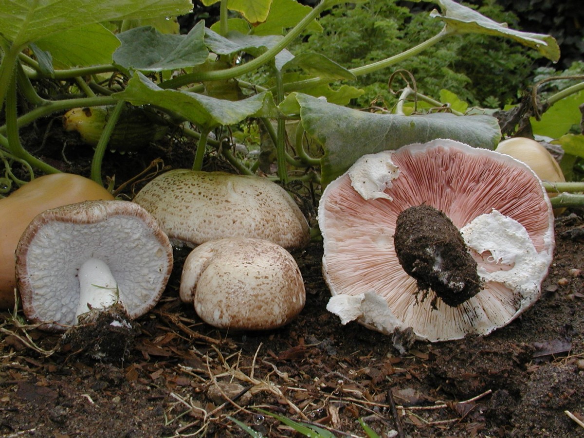 Làm chủ công nghệ sản xuất nấm Agaricus subrufescens: Mở hướng mới cho chế biến sâu nông sản Việt Nam - Cổng thông tin điện tử Cục Thông tin, Thống kê
