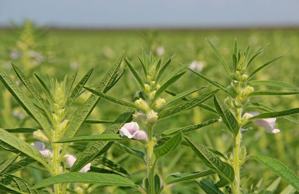 Giống mè mới mở hướng chuyển đổi cây trồng thích ứng hạn hán