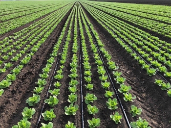 Nông nghiệp quy mô nhỏ trước áp lực hạn hán: Cách tiết kiệm nước mà vẫn giữ năng suất