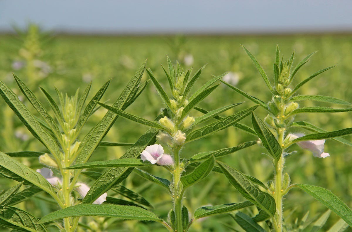 Giống Mè mới: chịu hạn tốt, năng suất vượt trội - Cổng thông tin điện tử Cục Thông tin, Thống kê