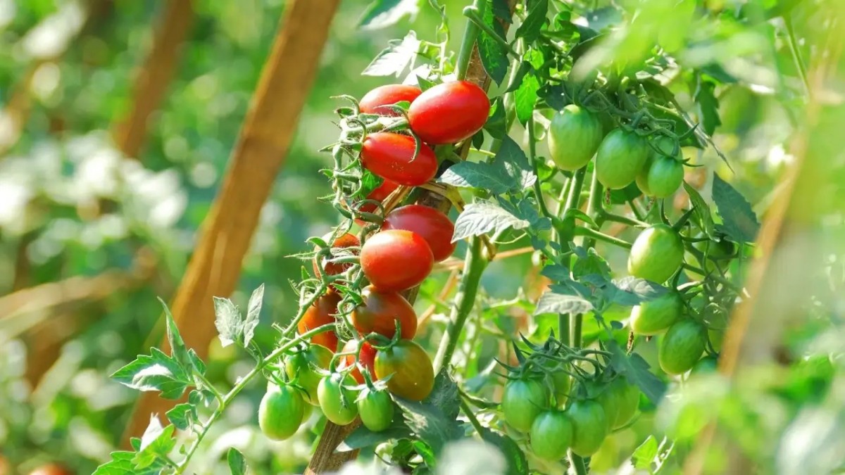 Nông nghiệp quy mô nhỏ trước áp lực hạn hán: Cách tiết kiệm nước mà vẫn giữ năng suất