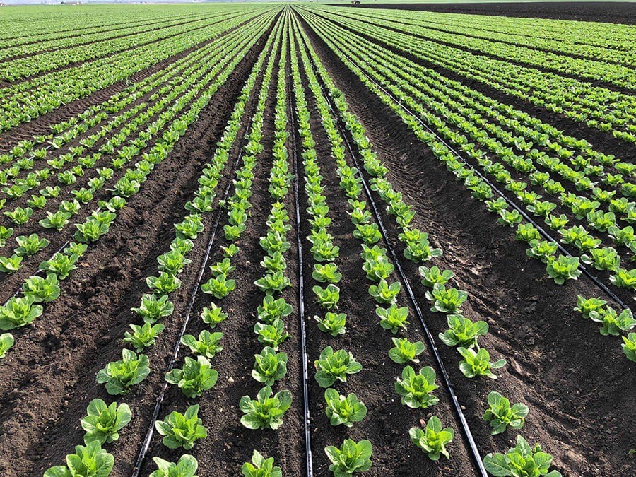 Nông nghiệp quy mô nhỏ trước áp lực hạn hán: Cách tiết kiệm nước mà vẫn giữ năng suất