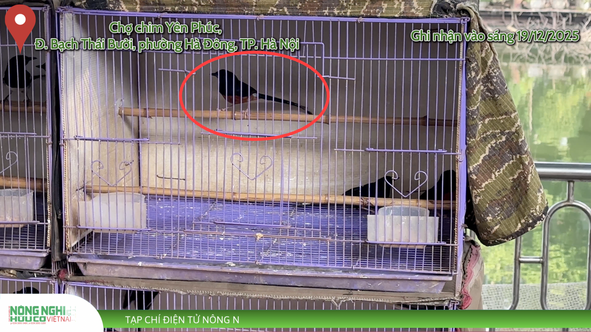 Định hình tương lai đa dạng sinh học - Bài 3: 