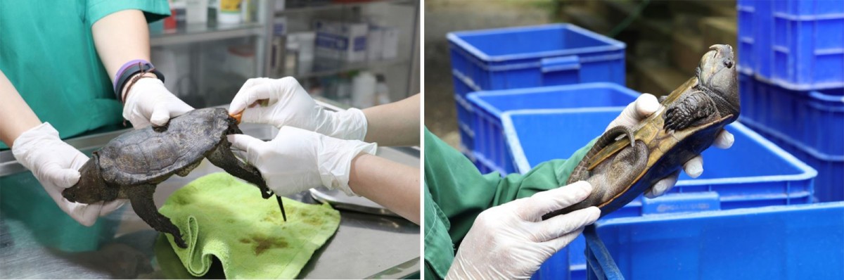 Định hình tương lai đa dạng sinh học - Bài 3: "Giải bài toán" bảo tồn động vật hoang dã tại Việt Nam?