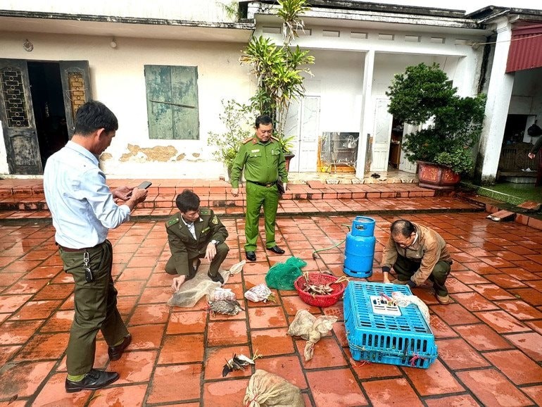 Lực lượng chức năng thu giữ chim hoang dã quy mô lớn tại xã Đông Thái Ninh, tỉnh Hưng Yên
