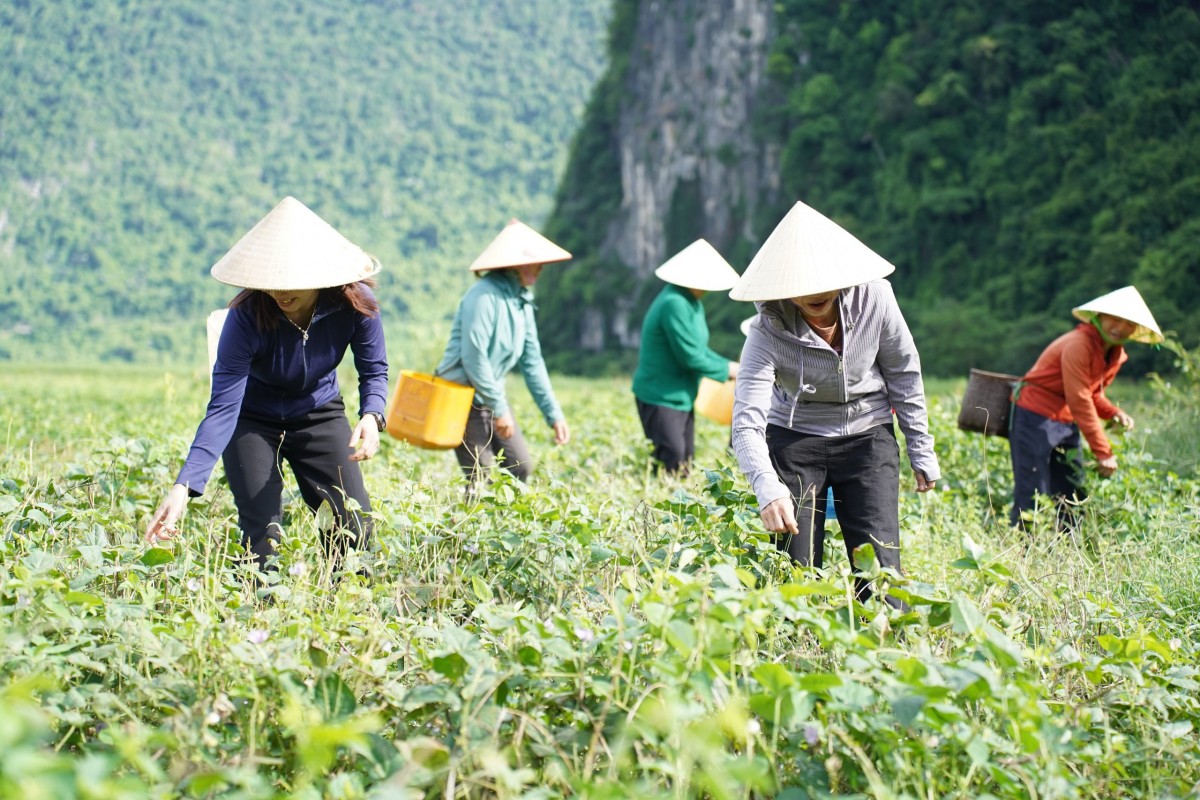 Những dấu ấn của Nông nghiệp hữu cơ Việt Nam năm 2025